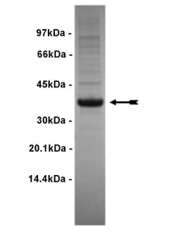 Eurofins DiscoverX EphA8 Protein, Active 250 &mu;g | Buy Online | Eurofins DiscoverX | Fisher Scientific